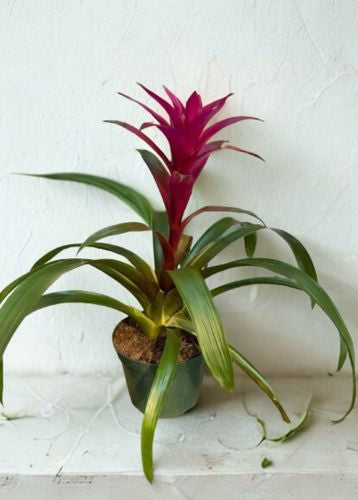 4" Bromeliads – Premium Assorted Tropical Houseplants
