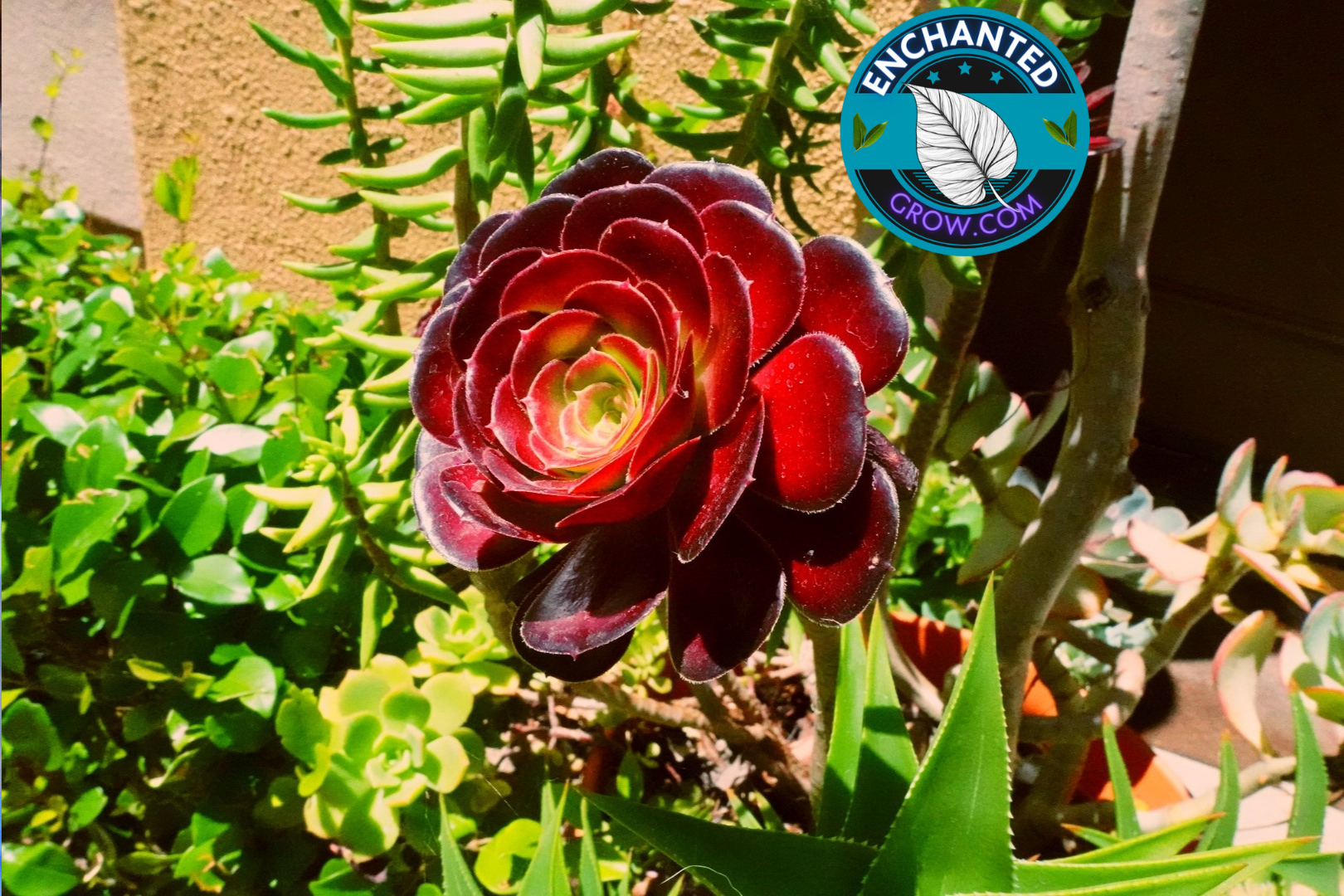 aeonium arboreum black rose succulent Aeonium Arboreum (Black Rose) Easy Drought Tolerant Succulent (Medium)