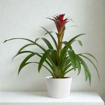 6" Bromeliads – Tropical Colorful Houseplants