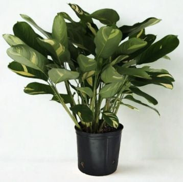 10" Ctenanthe – Large Decorative Foliage Houseplant