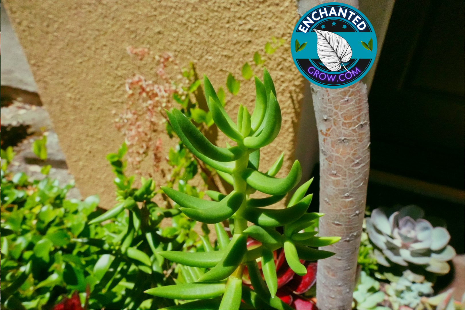 drought tolerant succulent plants Crassula Tetragona Easy Drought Tolerant Succulent plant for arrangements