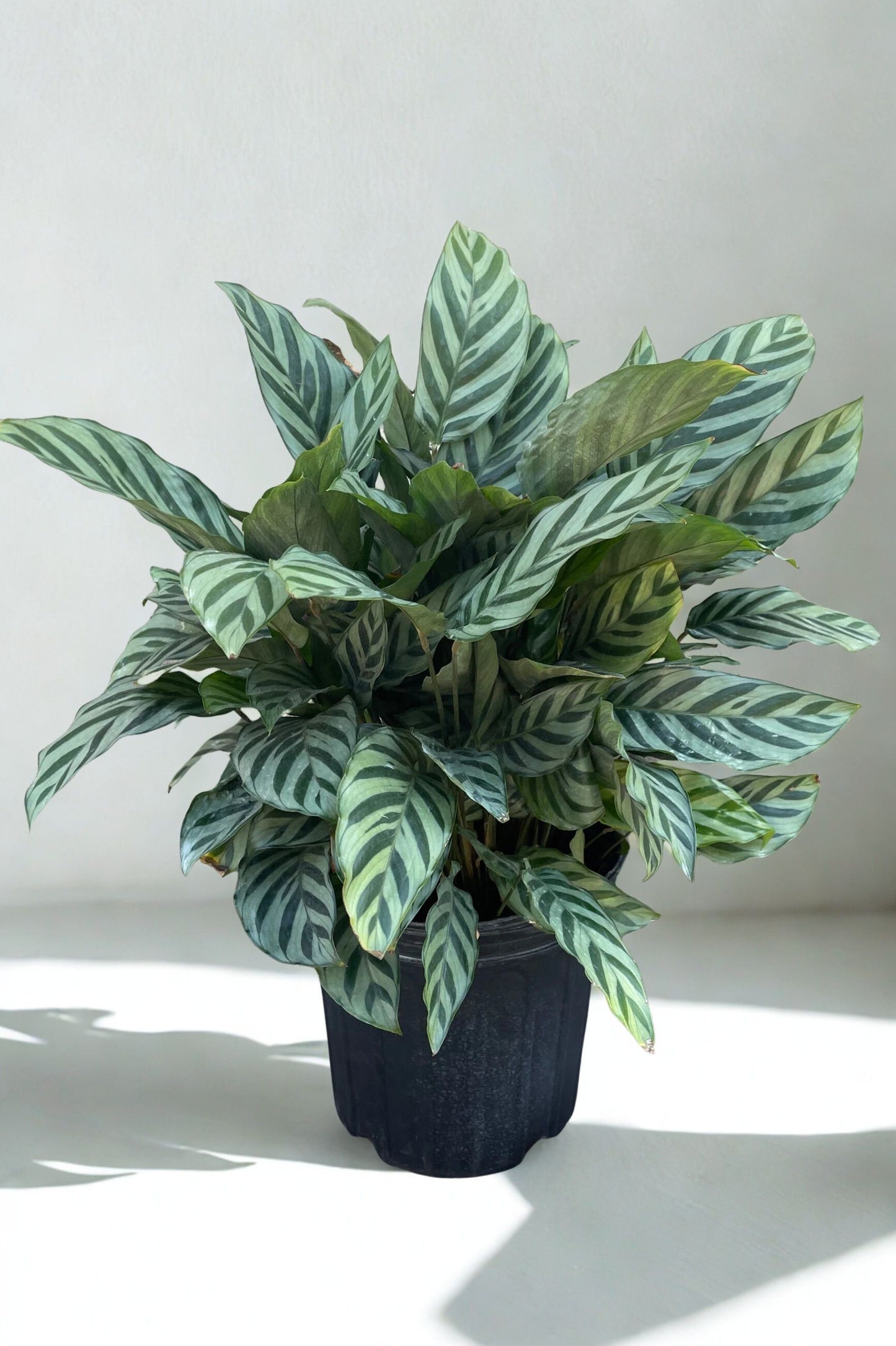 8" Calathea – Large Decorative Foliage Houseplant
