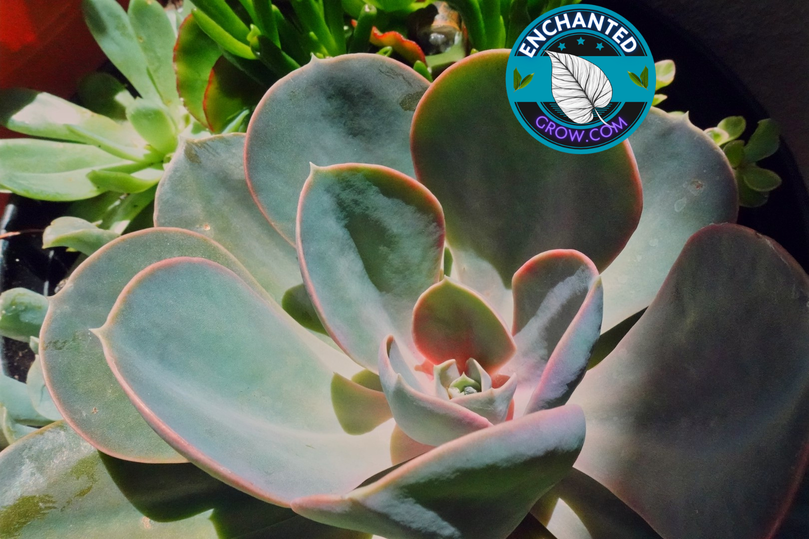 rose echeveria succulent Echeveria 'Dusty Rose' Easy Drought Tolerant Succulent for arrangements