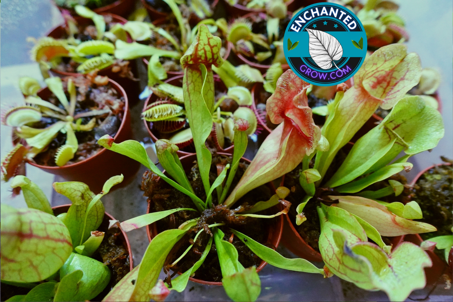 2″ Sarracenia ‘judith hindle’ Carnivorous Plant