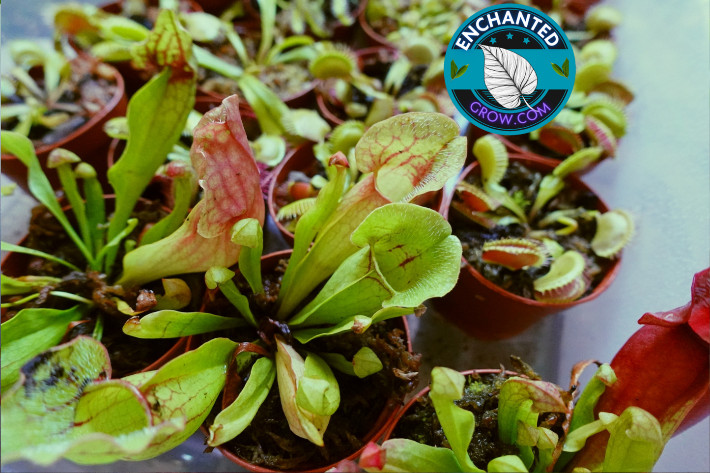 2″ Sarracenia ‘judith hindle’ Carnivorous Plant