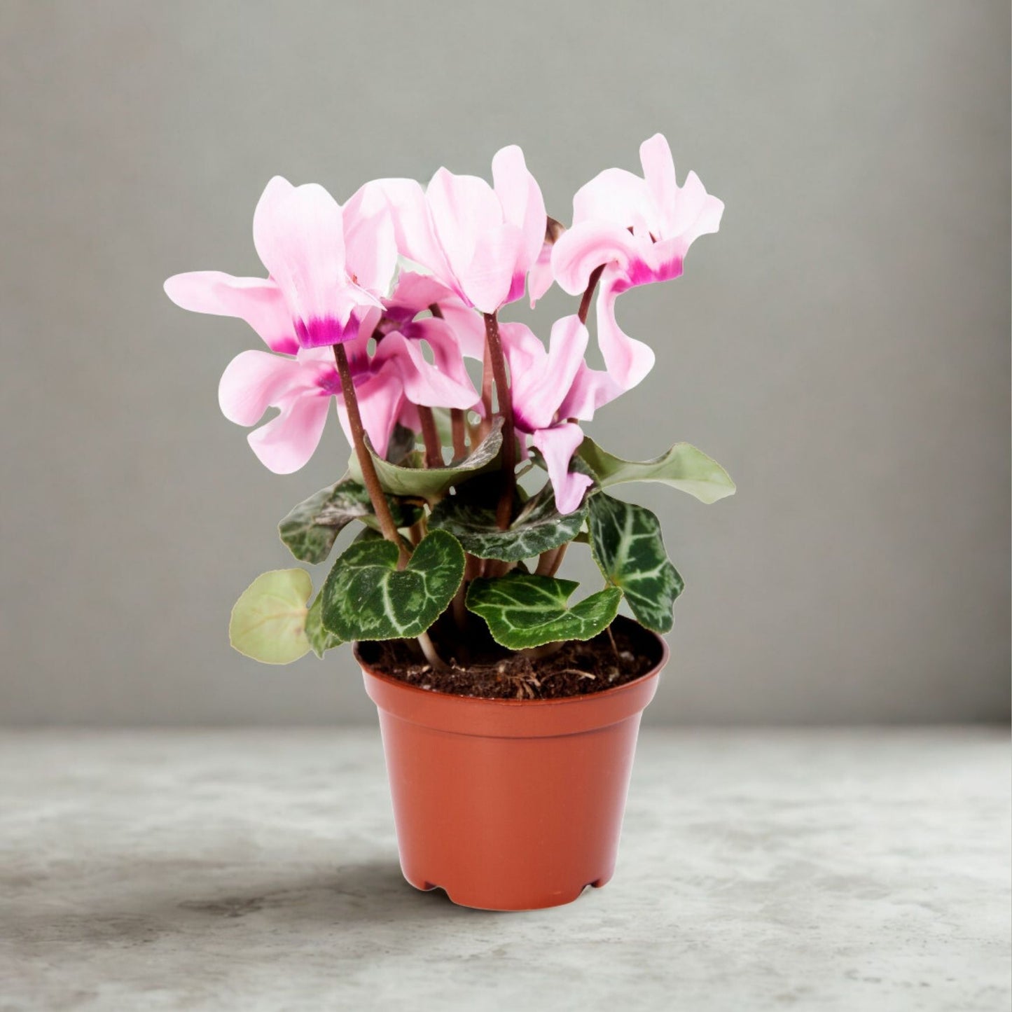 2" Cyclamen – Mini Flowering Houseplant