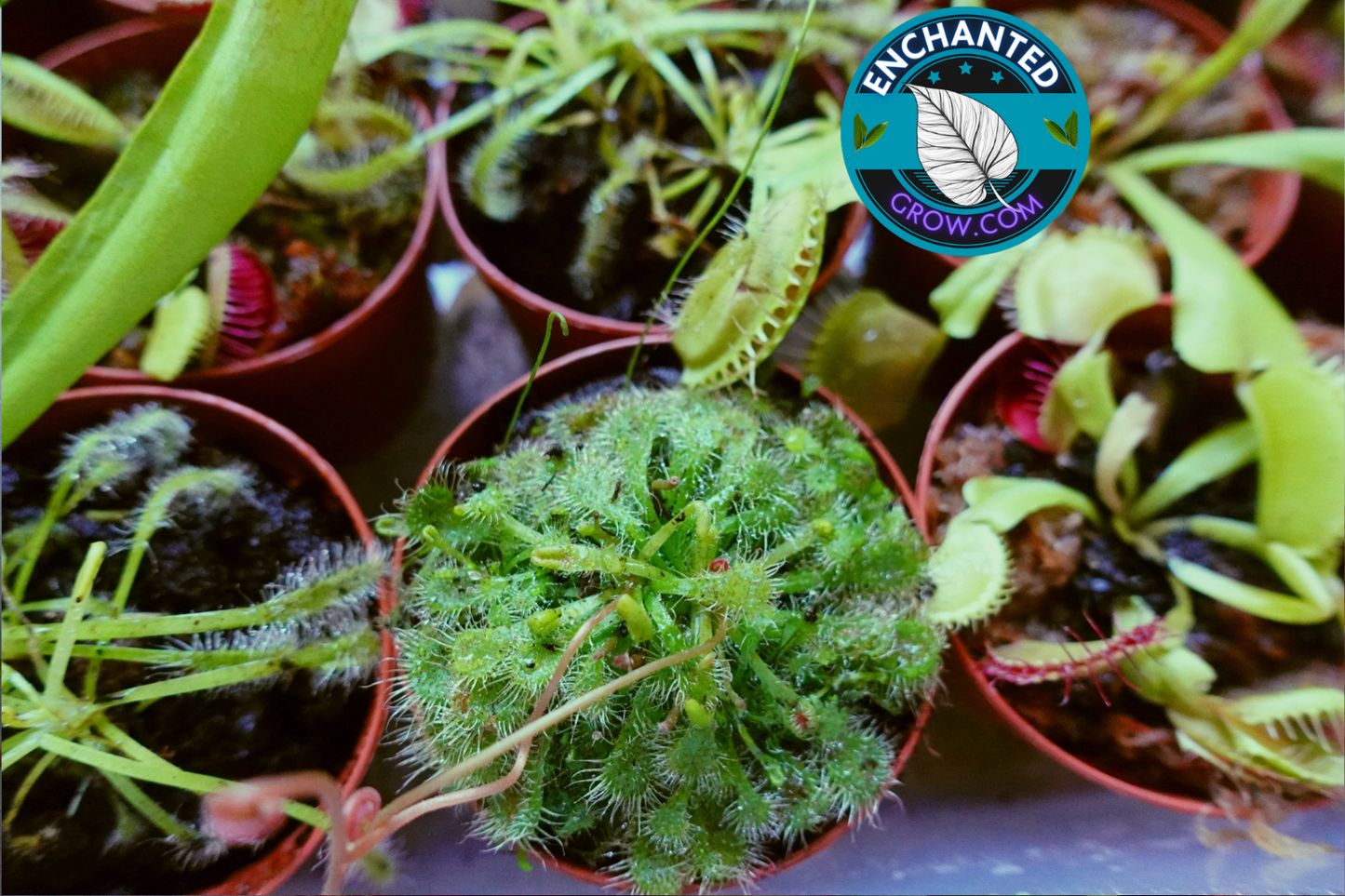 2″ Drosera Spatulata ‘sundew’ Carnivorous Plant