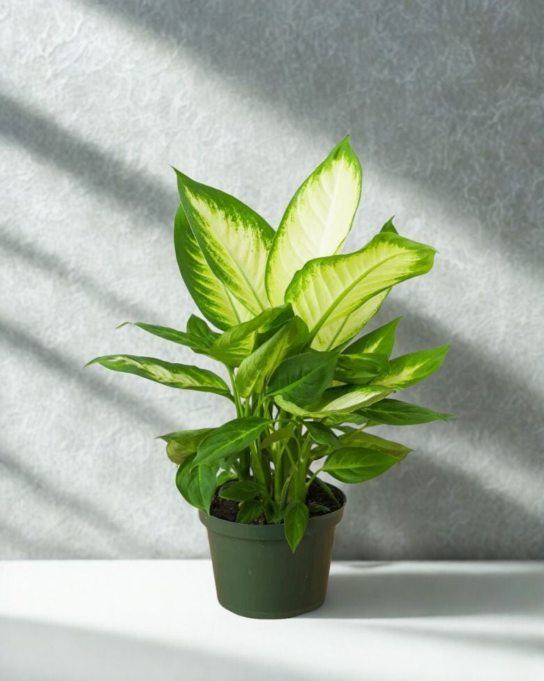 6" Dieffenbachia – Decorative Foliage Houseplant