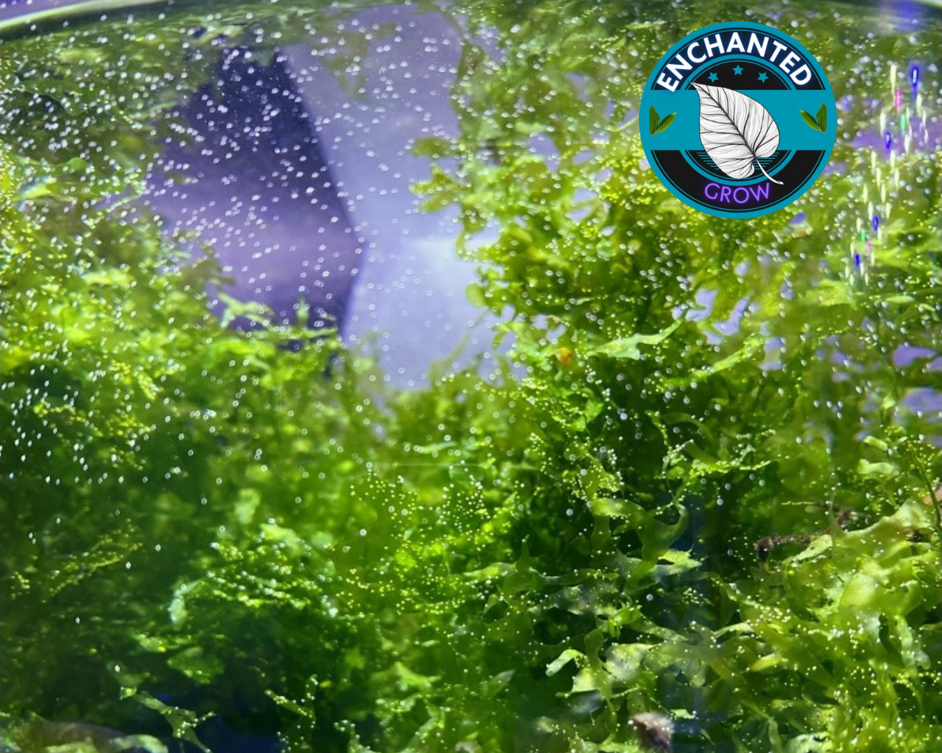 Subwassertang Round Pellia Moss