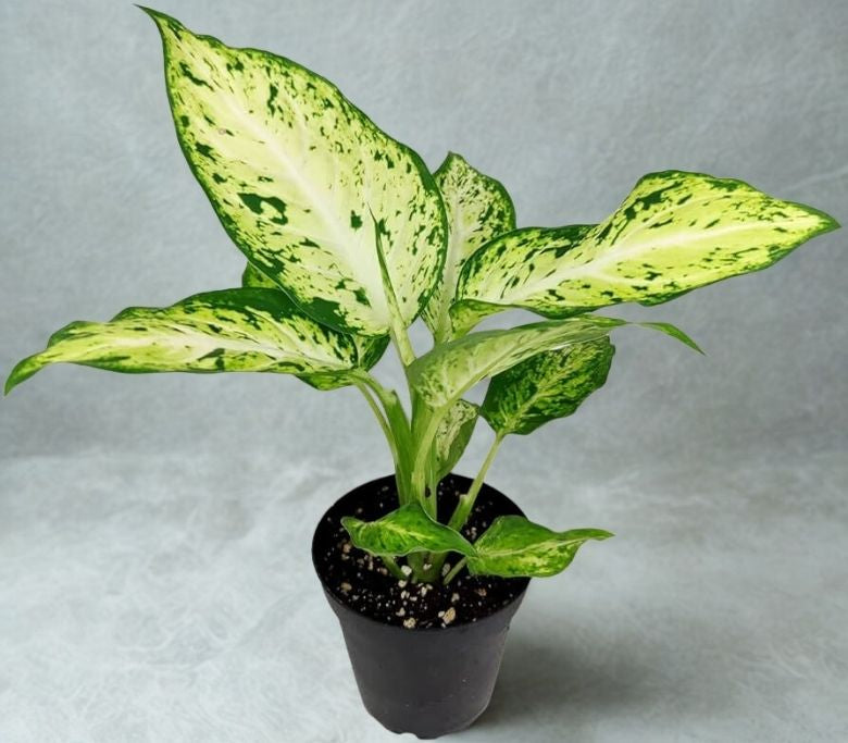 4" Dieffenbachia – Decorative Foliage Houseplant
