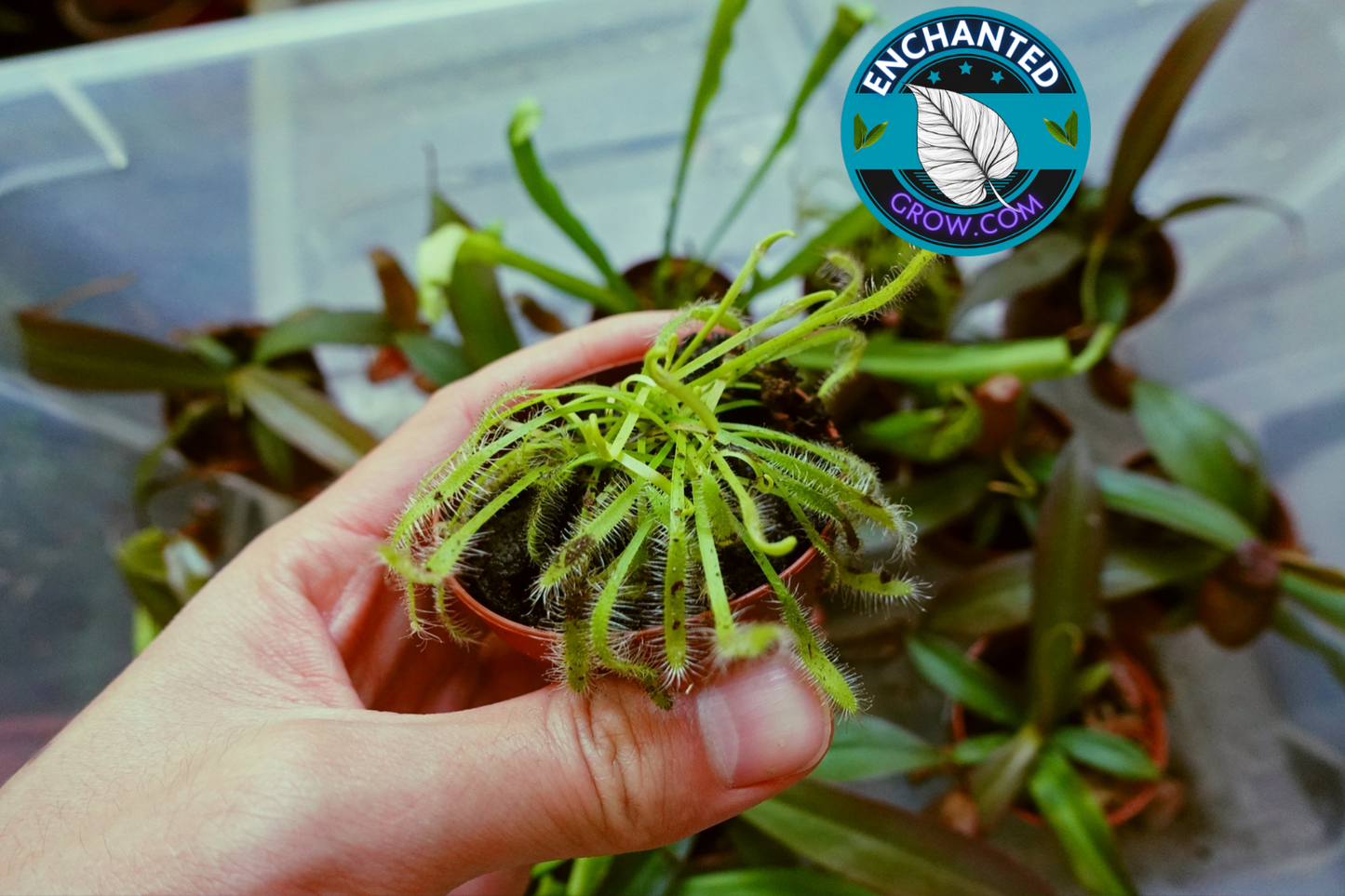 2″ Drosera Capensis Carnivorous Plants
