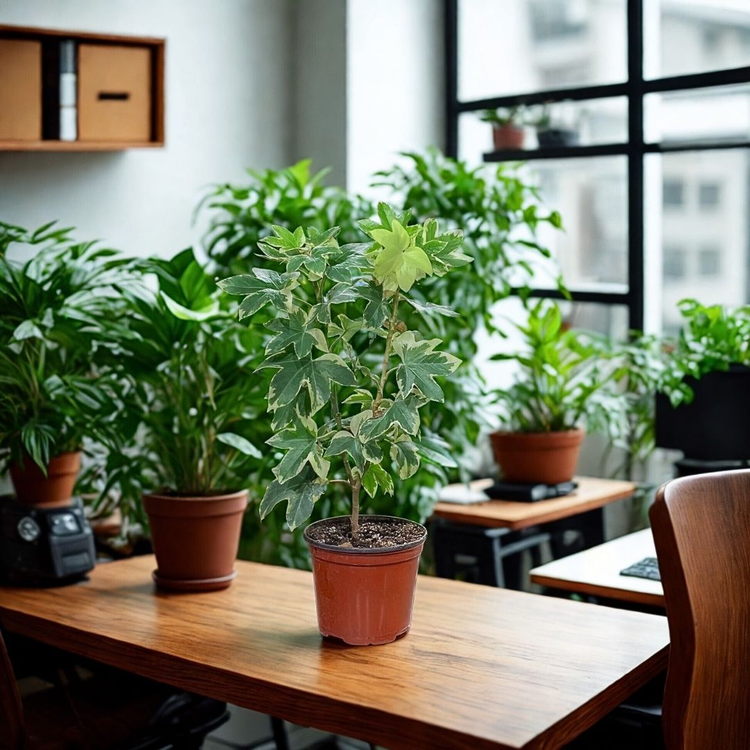 6” Ivy Tree Variegated