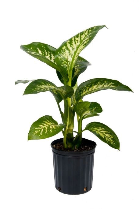 10" Dieffenbachia – Large Decorative Foliage Houseplant