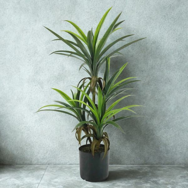10 in Yucca 33/15
