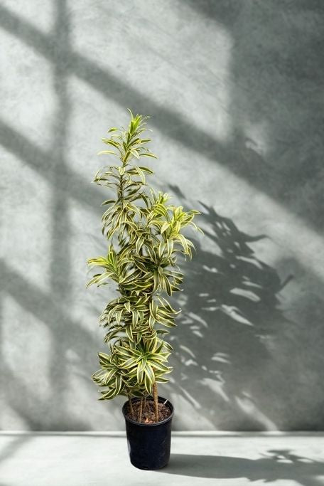 2 Gallon Song of India (Dracaena reflexa) – Variegated Foliage Houseplant