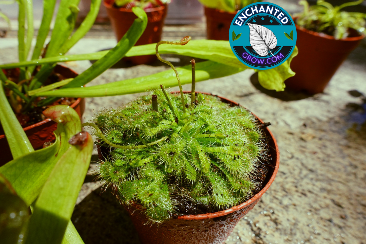 2″ Drosera Spatulata ‘sundew’ Carnivorous Plant