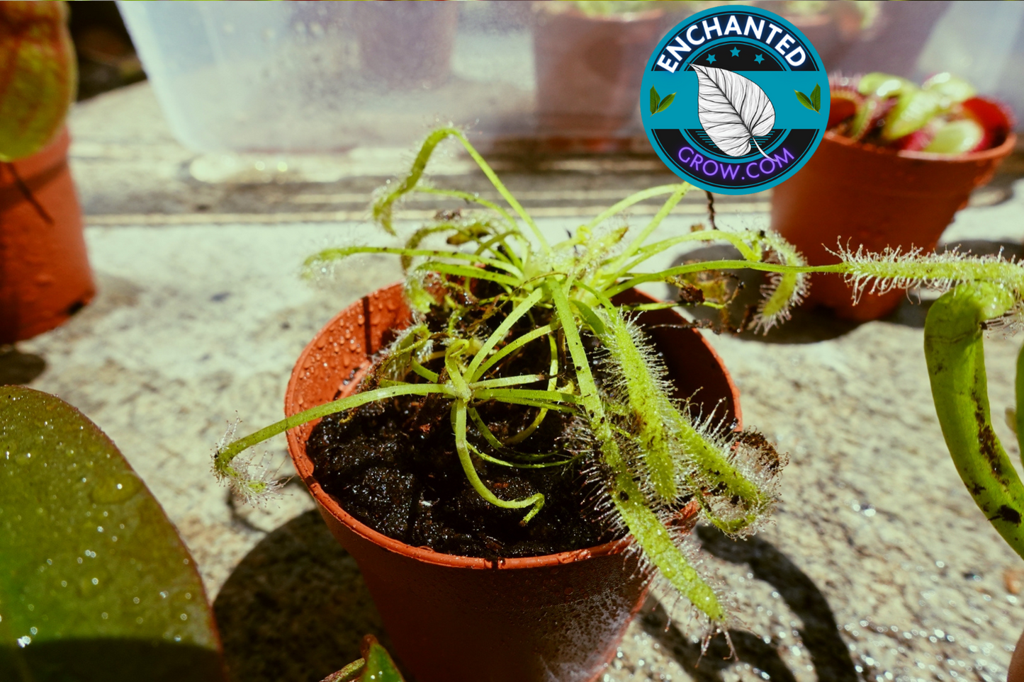 2″ Drosera Capensis Carnivorous Plants