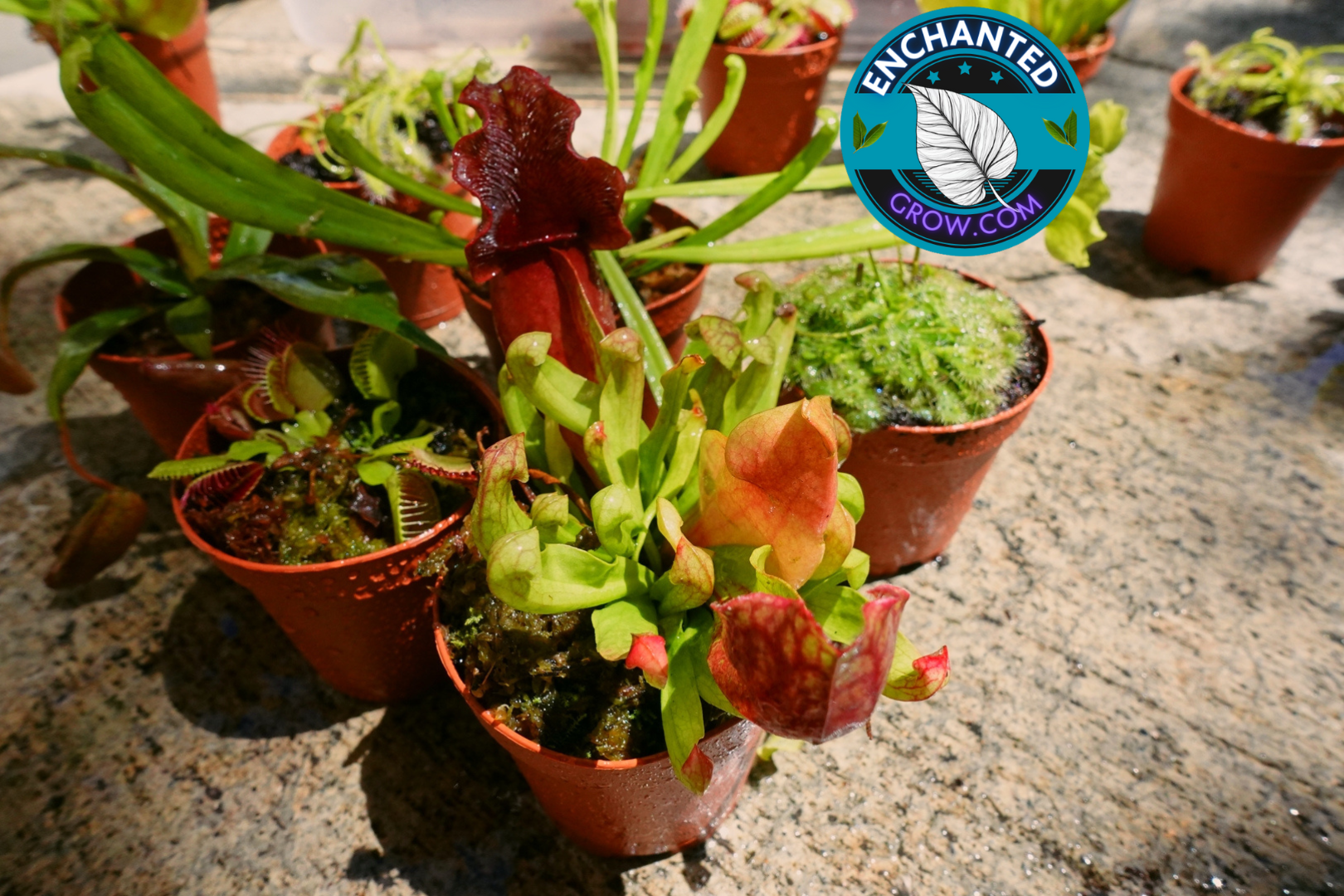 carnivorous plants hydroponics 6 Random Carnivorous Plants Collection Package Deal