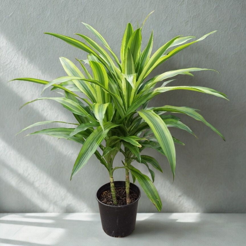 dracaena tip 2 Gal Dracaena ‘Mauna Kea’ Tips