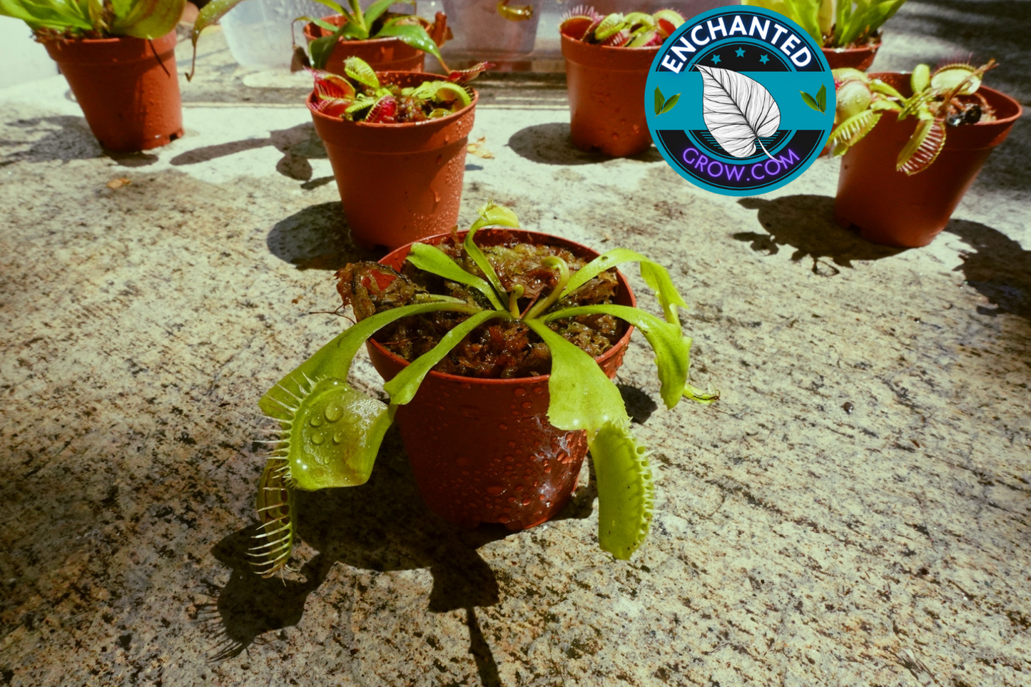 2″ Dionaea Muscipula ‘Venus flytrap’ Carnivorous Plant (Common Venus FlyTrap)