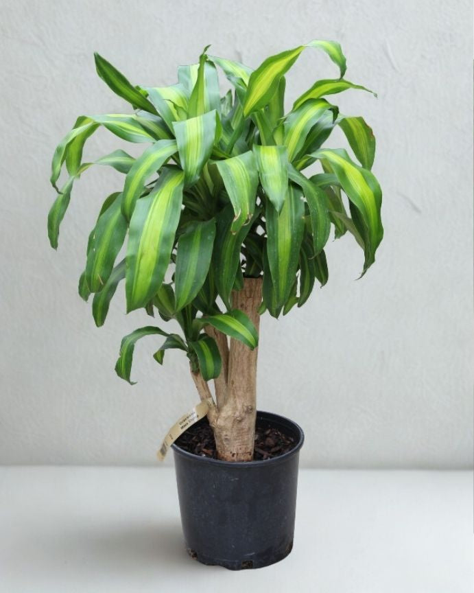 10 in Dracaena Massangeana – Single Cane