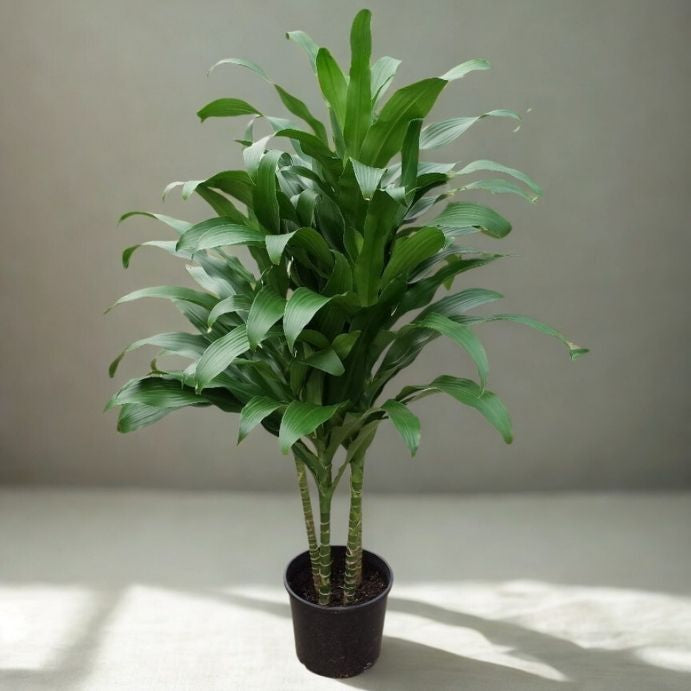 dracaena michiko 2 Gal Drac Michiko Tips 3Ft 3Ppp