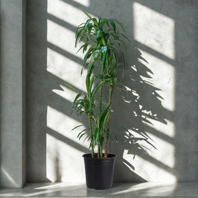 3 Gal Dracaena ‘Lisa’ C/B – 5 Ft – 4PPP