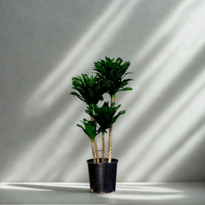 2 Gal Dracaena ‘Janet Craig Compacta’