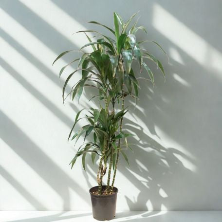 5 Gal Dracaena ‘Michiko’ Cut Back – 5 Ft