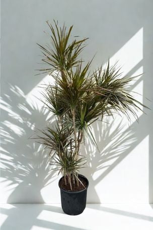 12 in Drac Marginata Cane – Enchanted Grow
