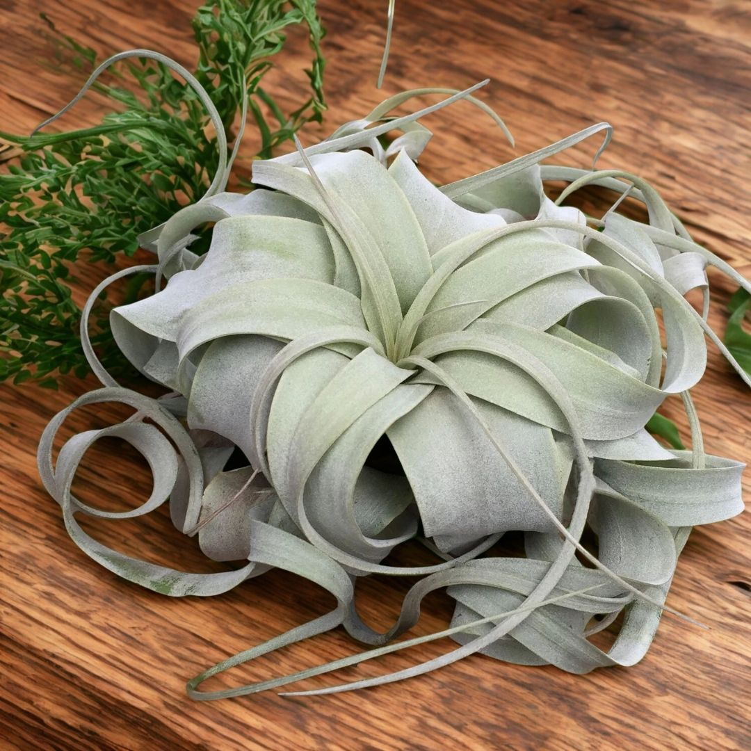 XL Tillandsia (Air Plant)