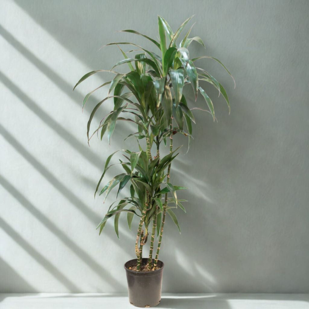 2 Gal Dracaena ‘Lisa’ C/B – 3 Ft – 34P