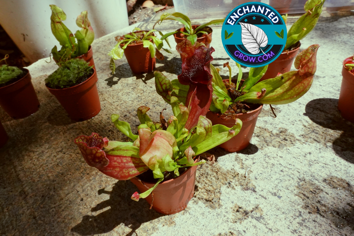 2" Sarracenia Venosa Red Carnivorous Plant