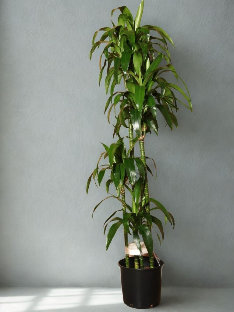 2 Gal Dracaena ‘Lisa’ C/B – 4 Ft – 34P