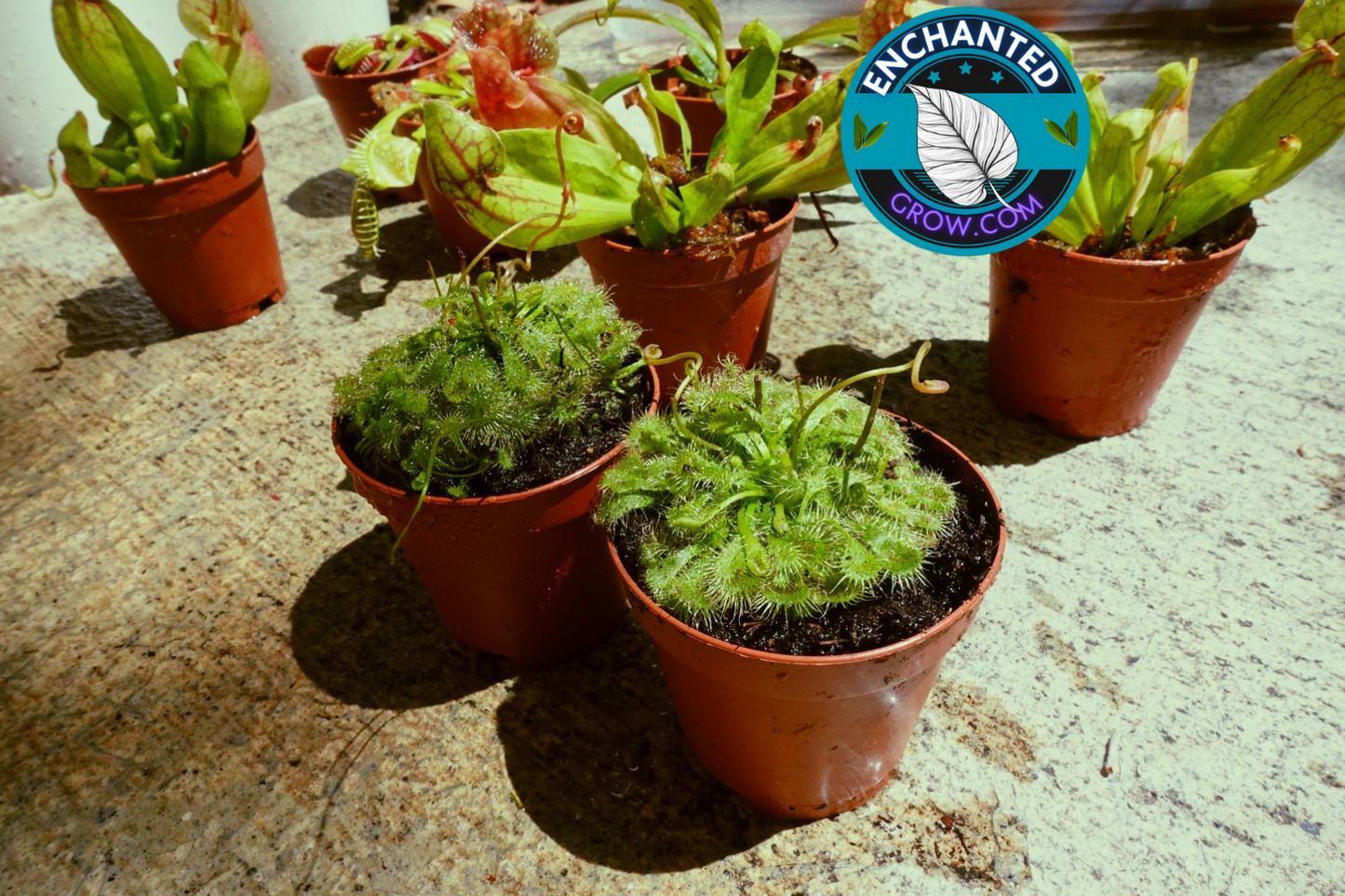 2″ Drosera Spatulata ‘sundew’ Carnivorous Plant