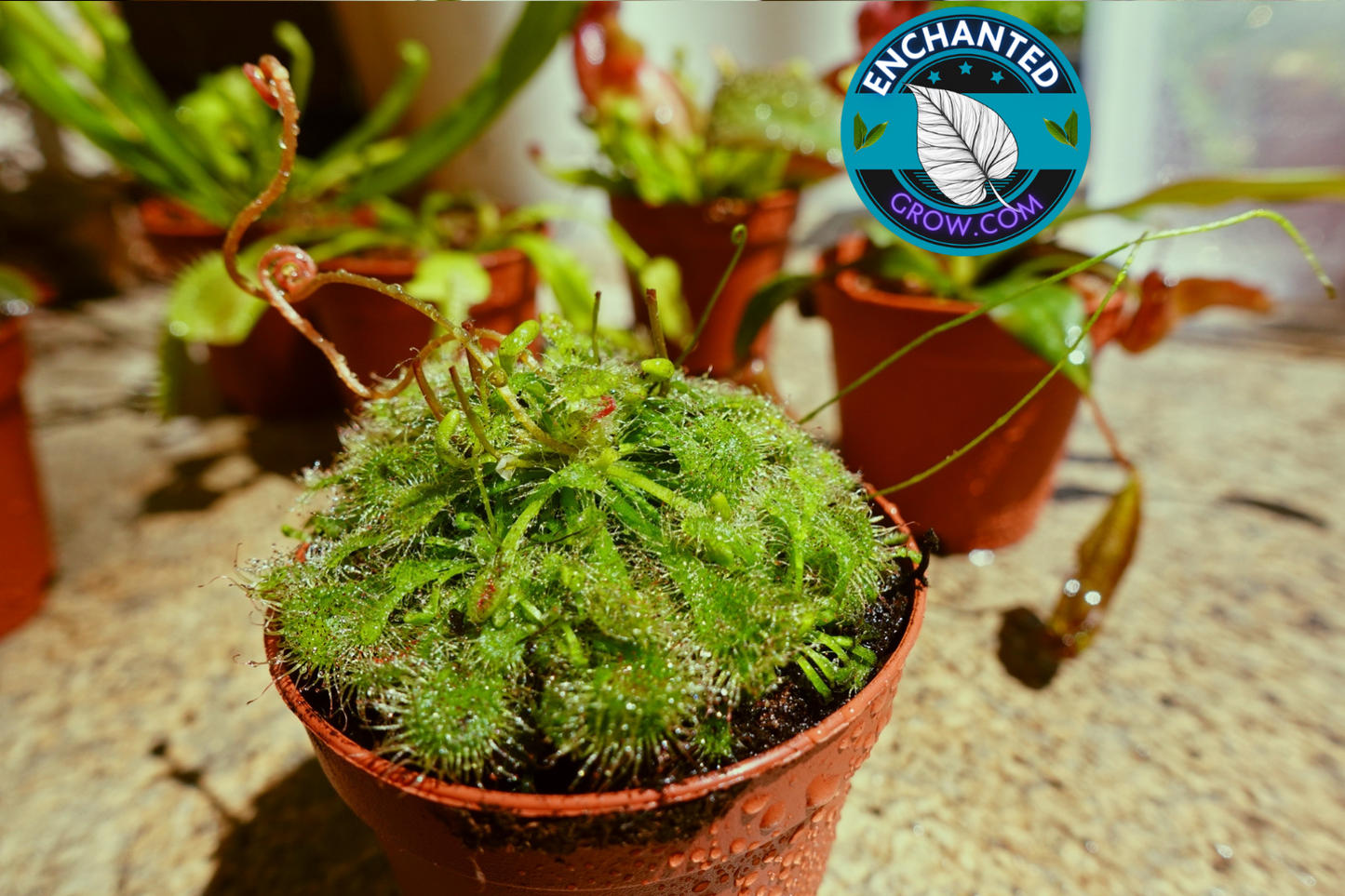 2″ Drosera Spatulata ‘sundew’ Carnivorous Plant