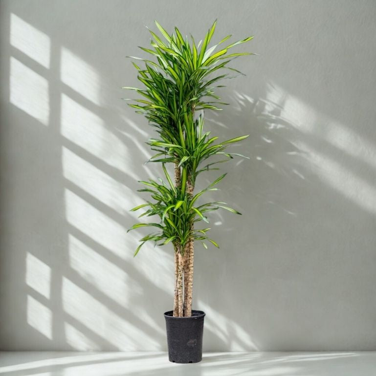 3 Gal Dracaena ‘Randy’ C/B – 5 Ft – 5P