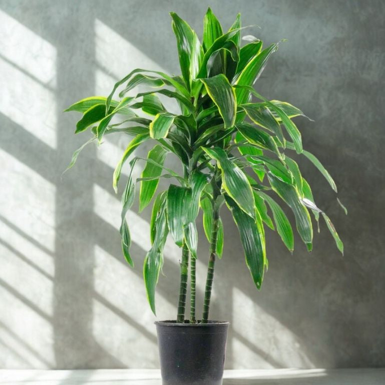 2 Gal Dracaena ‘Pele’ C/B – 3 Ft – 3P