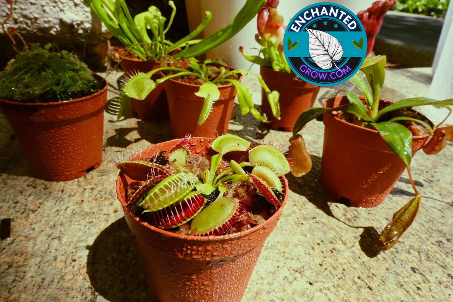 2″ Dionaea Muscipula ‘Venus flytrap’ Carnivorous Plant (Common Venus FlyTrap)