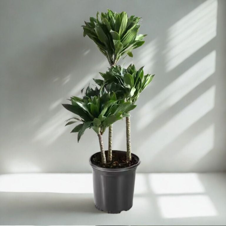 3 Gal Dracaena ‘Janet Craig Compacta’