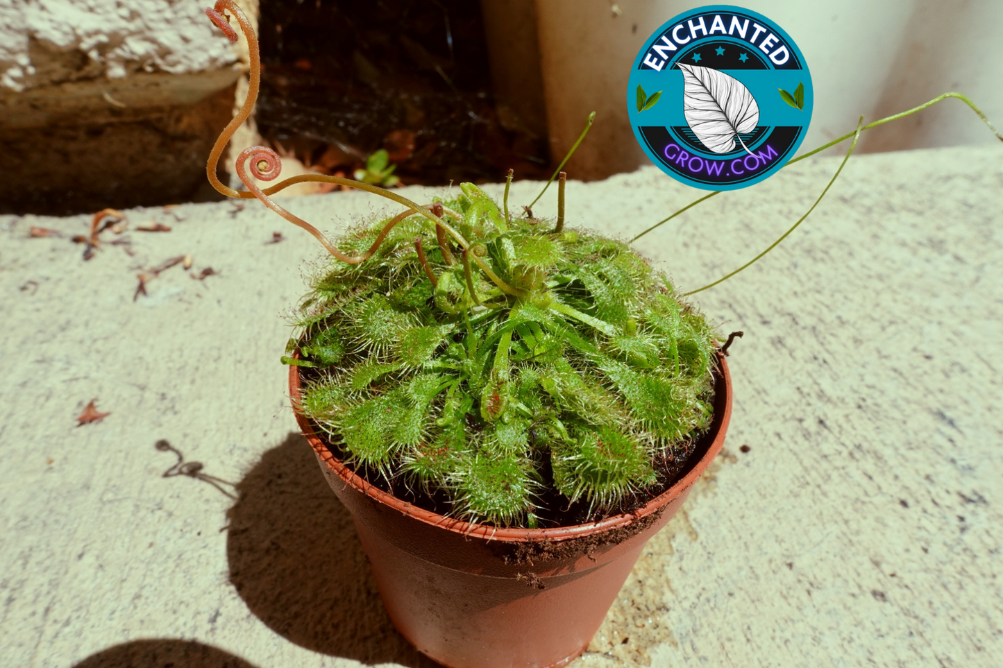 2″ Drosera Spatulata ‘sundew’ Carnivorous Plant