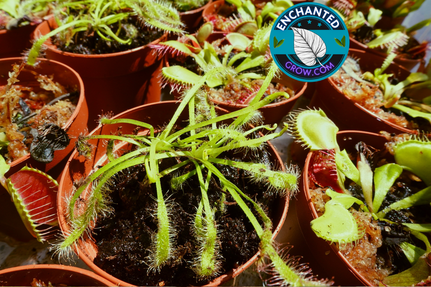 2″ Drosera Capensis Carnivorous Plants