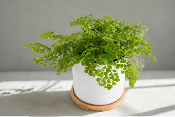 4 in Maidenhair Fern