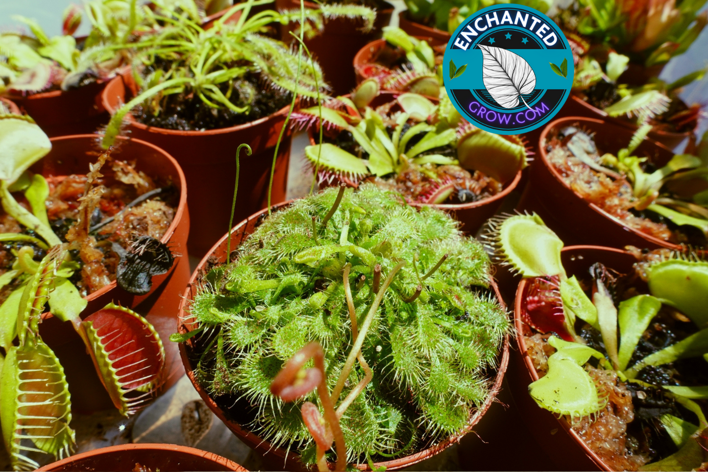 2″ Drosera Spatulata ‘sundew’ Carnivorous Plant