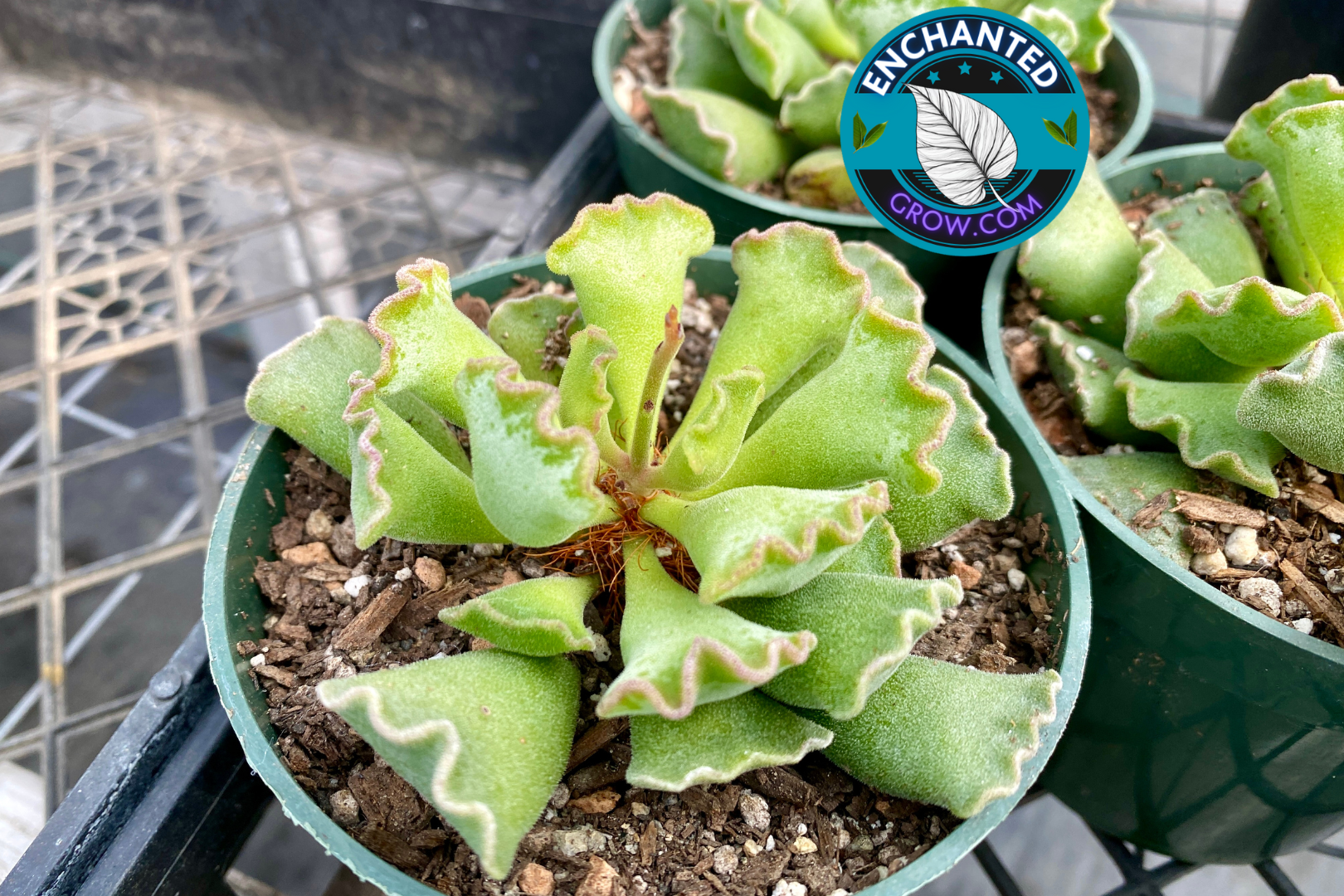 crinkle succulent Adromischus cristatus 'crinkle leaf plant' Succulent Collection – Enchanted Grow