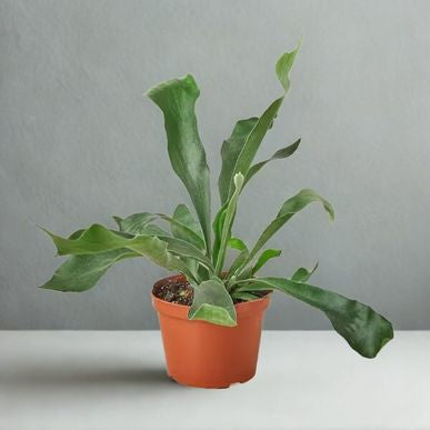 6 in Staghorn Fern