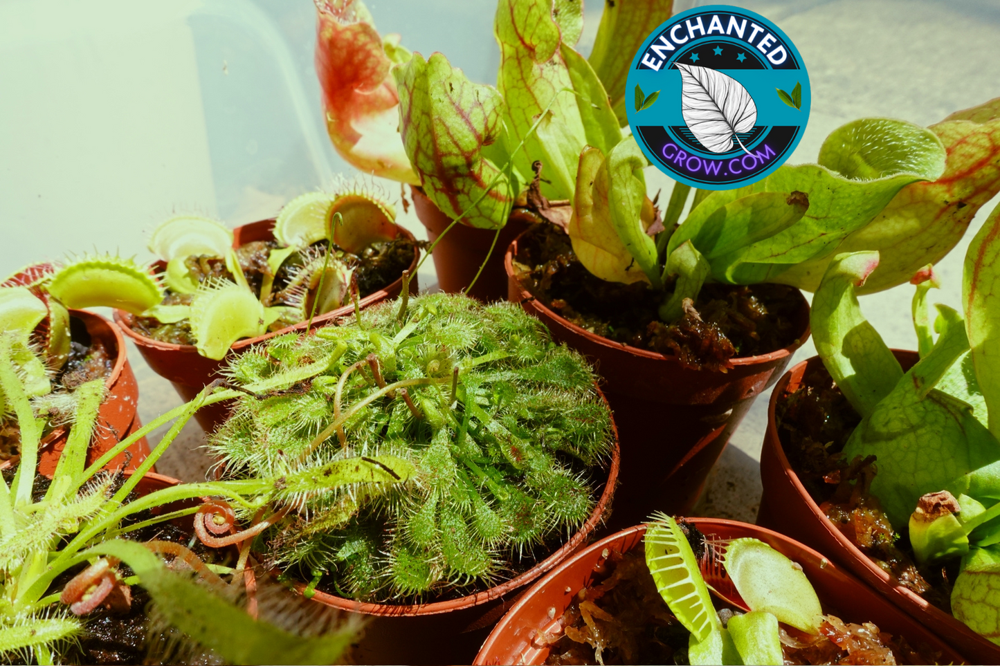 2″ Drosera Spatulata ‘sundew’ Carnivorous Plant