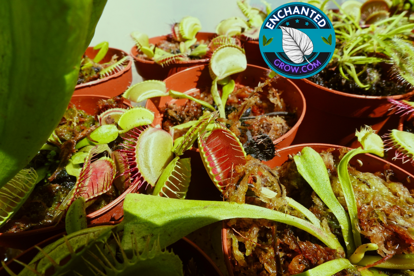 2″ Dionaea Muscipula ‘Venus flytrap’ Carnivorous Plant (Common Venus FlyTrap)