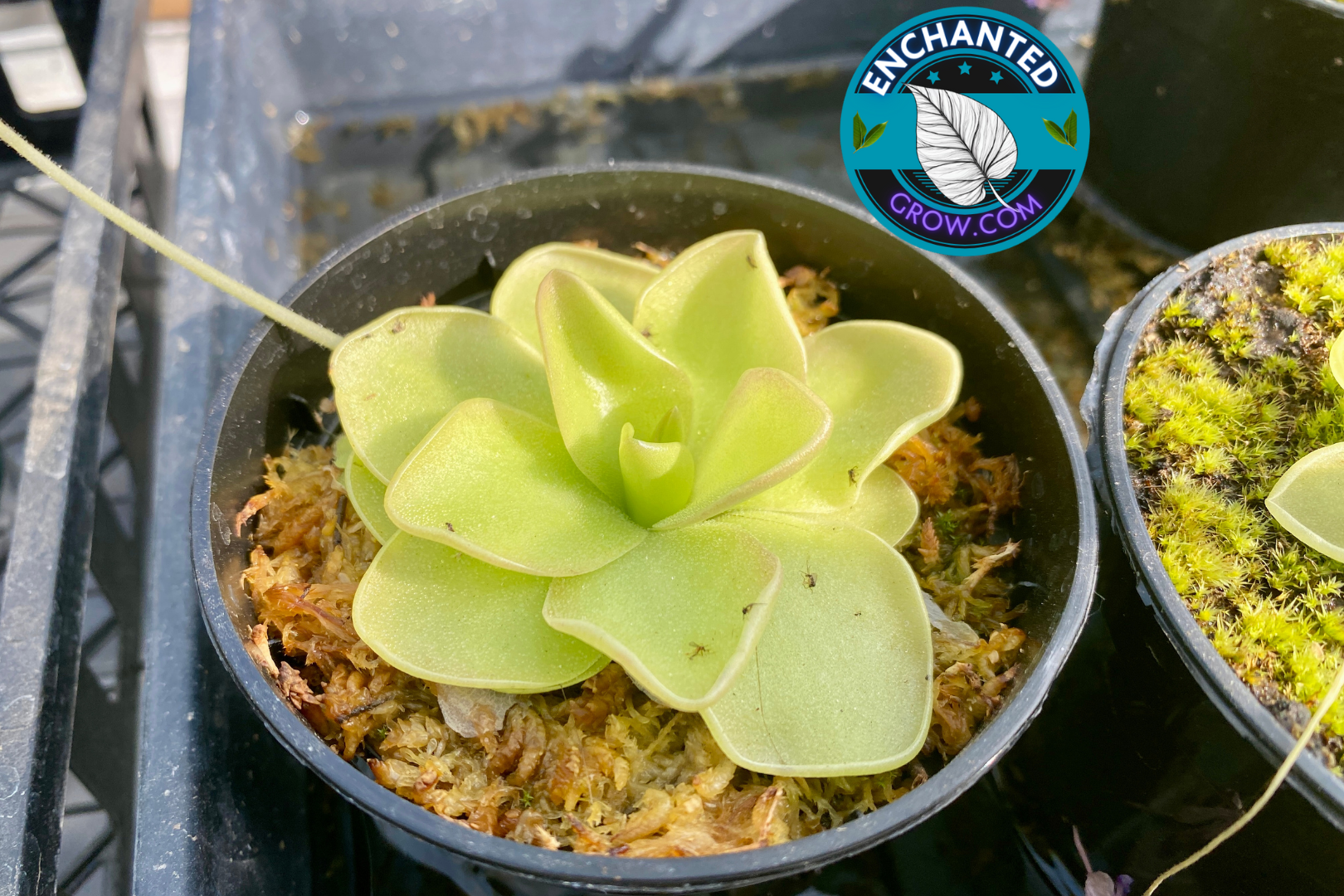 are butterworts succulents 2″ potted Butterwort Pinguicula