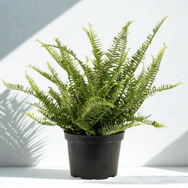 6 in Fern – Assorted